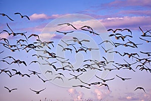 flock of Canada gooses