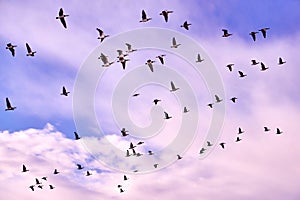 flock of Canada gooses