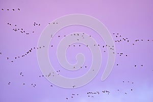 Flock of Canada gooses