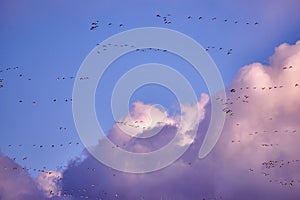 flock of Canada gooses