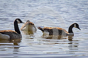 Flock Canadian Geese