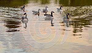 A flock of Canadian geese enjoying a morning swim