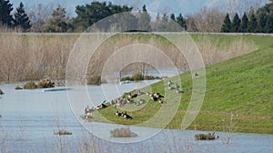 Flock of canadian geese on a green levee in the sacramento river delta