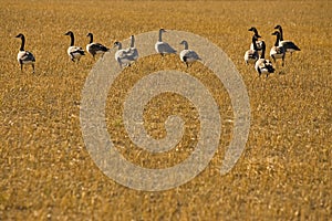 Flock of Canadian Geese in harvested field