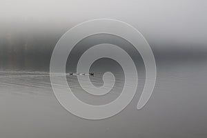 A flock of Canadian geese swimming in a calm bay