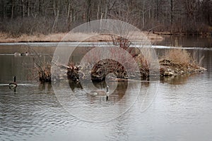 Flock of  Canadian Geese swimming in a pond in the Cleveland Metroparks.