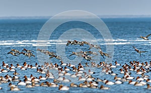 Flock of Canvasback ducks on the Chesapeake bay in Maryland