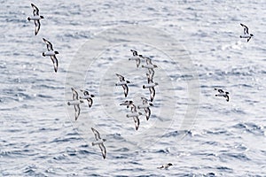 A flock of Cape Petrels (pintados) follows a ship in the Southern Ocean photo