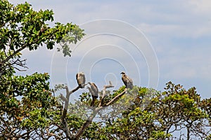 Flock of Cape vultures or Cape griffon (Gyps coprotheres), also known as Kolbe\'s vultures sitting on a tree