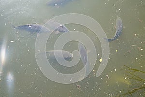 A flock of carp-like fish or Cypriniformes shoaling in turbid stagnant water. photo