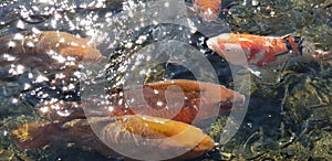 A flock of carp in a pond in Suizenji Park, Japan photo