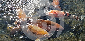 A flock of carp in a pond in Suizenji Park, Japan photo