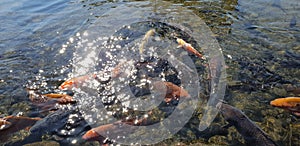 A flock of carp in a pond in Suizenji Park, Japan photo