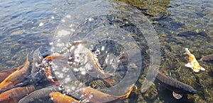 A flock of carp in a pond in Suizenji Park, Japan photo