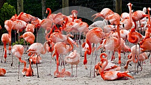 Flock of Carribean flamingoes