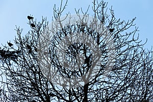 Flock of carrion crows sitting perched in a leafless tree in winter