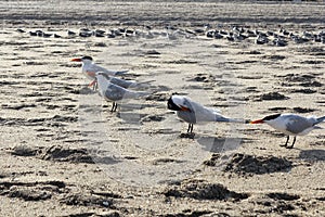 Flock of Caspian Tern Birds