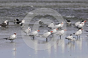 Flock of Caspian terns, Hydroprogne caspia