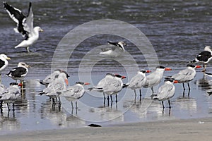 Flock of Caspian terns, Hydroprogne caspia