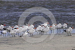 Flock of Caspian terns, Hydroprogne caspia