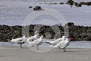 Flock of Caspian terns, Hydroprogne caspia