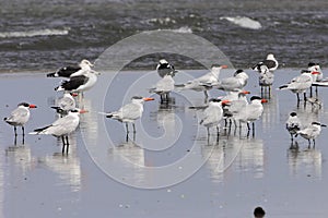 Flock of Caspian terns, Hydroprogne caspia