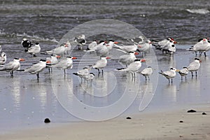 Flock of Caspian terns, Hydroprogne caspia, and West African crested terns, Thalasseus albididorsalis