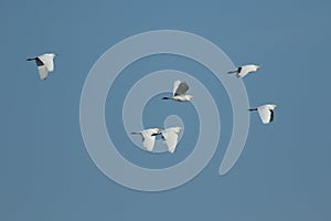 A flock of Cattle Egret, Bubulcus ibis, flying in the blue sky.