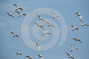 A flock of Cattle Egrets in flight at Buri farm, Bahrain