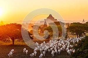 Flock of cattle moving among pagodas in Bagan, Myanmar