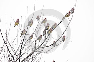 Flock of cedar waxing birds