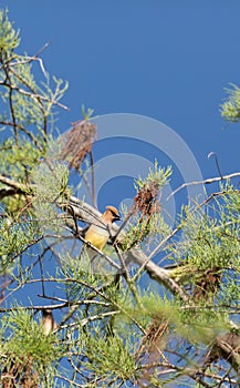 Flock of Cedar waxwing bird Bombycilla cedrorum perch on a tree