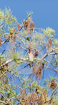 Flock of Cedar waxwing bird Bombycilla cedrorum perch on a tree