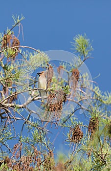 Flock of Cedar waxwing bird Bombycilla cedrorum perch on a tree