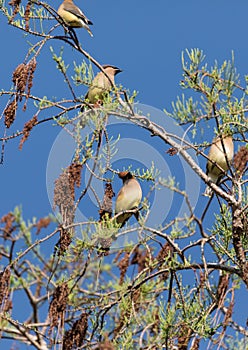 Flock of Cedar waxwing bird Bombycilla cedrorum perch on a tree