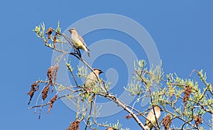 Flock of Cedar waxwing bird Bombycilla cedrorum perch on a tree