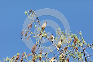 Flock of Cedar waxwing bird Bombycilla cedrorum perch on a tree