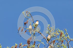 Flock of Cedar waxwing bird Bombycilla cedrorum perch on a tree