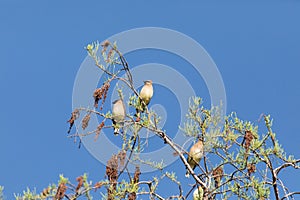 Flock of Cedar waxwing bird Bombycilla cedrorum perch on a tree