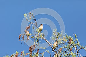 Flock of Cedar waxwing bird Bombycilla cedrorum perch on a tree