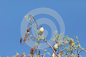 Flock of Cedar waxwing bird Bombycilla cedrorum perch on a tree