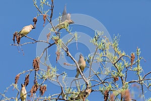 Flock of Cedar waxwing bird Bombycilla cedrorum perch on a tree