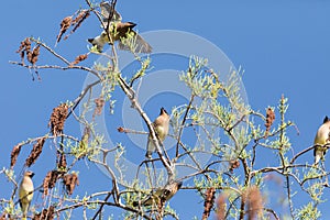 Flock of Cedar waxwing bird Bombycilla cedrorum perch on a tree