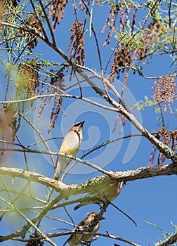 Flock of Cedar waxwing bird Bombycilla cedrorum perch on a tree