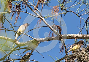 Flock of Cedar waxwing bird Bombycilla cedrorum perch on a tree