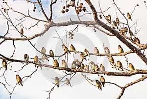 Cedro birdwatching sta riposando 