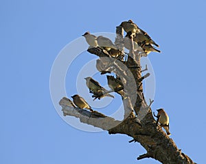 Flock of Cedar Waxwings on a dead tree