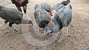 a flock of chickens eating on the ground