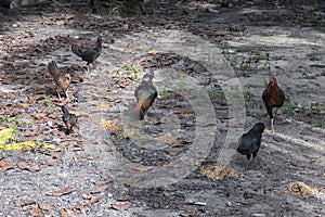 Flock of chickens feeding food on the field