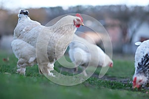 A flock chickens on the meadow. Hens on yard in eco farm. Free range poultry farming concept.